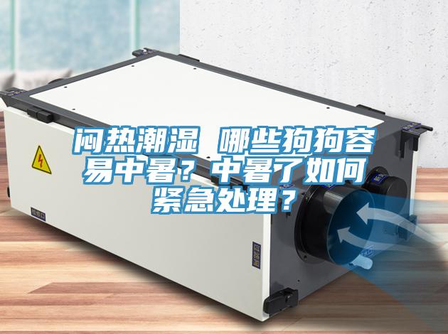 悶熱潮濕 哪些狗狗容易中暑？中暑了如何緊急處理？